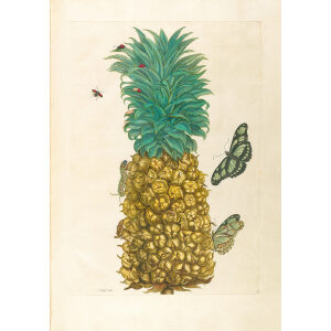 Pineapple - Maria Sibylla Merian - Metamorphosis insectorum Surinamensium (2nd edition) – Museum quality giclee print by Heritage Prints