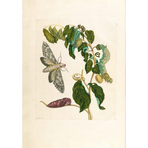 Soursop - Maria Sibylla Merian - Metamorphosis insectorum Surinamensium (2nd edition) – Museum quality giclee print by Heritage Prints
