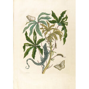 Jatropha Moth / Lizzard % Manioc - Maria Sibylla Merian - Metamorphosis insectorum Surinamensium (2nd edition) – Museum quality giclee print by Heritage Prints