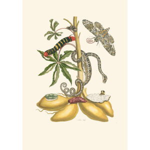 Snake & Moth - Maria Sibylla Merian - Metamorphosis insectorum Surinamensium (2nd edition) – Museum quality giclee print by Heritage Prints