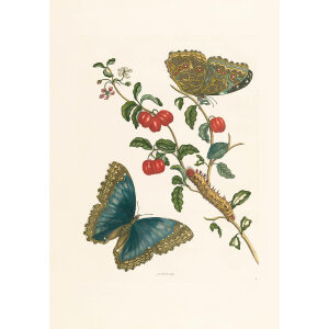 Morpho Achilles & Cherries - Maria Sibylla Merian - Metamorphosis insectorum Surinamensium (2nd edition) – Museum quality giclee print by Heritage Prints