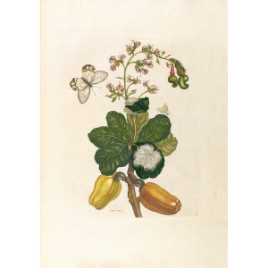 Cashew - Maria Sibylla Merian - Metamorphosis insectorum Surinamensium (2nd edition) – Museum quality giclee print by Heritage Prints