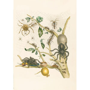 Tarantula & Weaver Ants in Guava Tree - Maria Sibylla Merian - Metamorphosis insectorum Surinamensium (2nd edition) – Museum quality giclee print by Heritage Prints