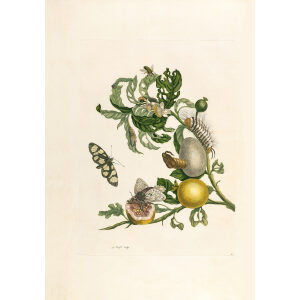 Guava - Maria Sibylla Merian - Metamorphosis insectorum Surinamensium (2nd edition) – Museum quality giclee print by Heritage Prints