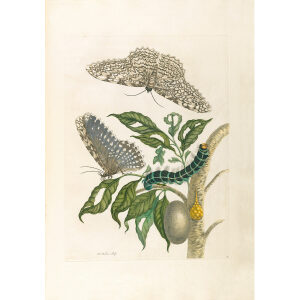Great Owlet Mas - Maria Sibylla Merian - Metamorphosis insectorum Surinamensium (2nd edition) – Museum quality giclee print by Heritage Prints