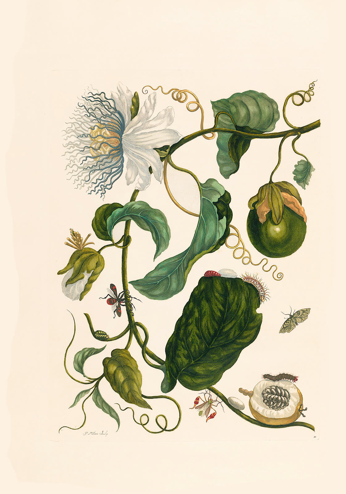 Merian Passion Fruit Metamorphosis Insectorum Surinamensium Facsimile