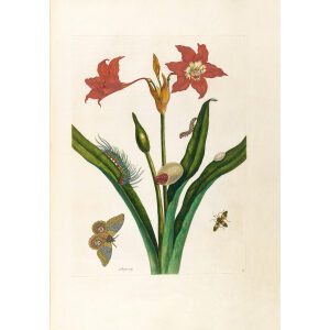 Red Amaryllis - Maria Sibylla Merian - Metamorphosis insectorum Surinamensium (2nd edition) – Museum quality giclee print by Heritage Prints