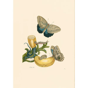 Lizard & Banana - Maria Sibylla Merian - Metamorphosis insectorum Surinamensium (2nd edition) – Museum quality giclee print by Heritage Prints
