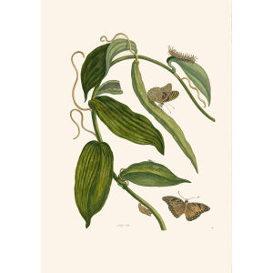 Vanilla Plant - Maria Sibylla Merian - Metamorphosis insectorum Surinamensium (2nd edition) – Museum quality giclee print by Heritage Prints
