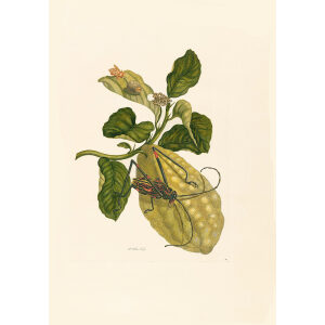 Harlequin Beetle - Maria Sibylla Merian - Metamorphosis insectorum Surinamensium (2nd edition) – Museum quality giclee print by Heritage Prints