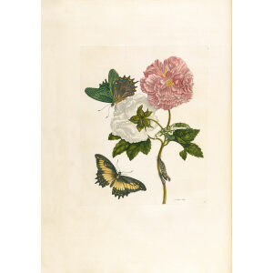Cotton Rose - Maria Sibylla Merian - Metamorphosis insectorum Surinamensium (2nd edition) – Museum quality giclee print by Heritage Prints