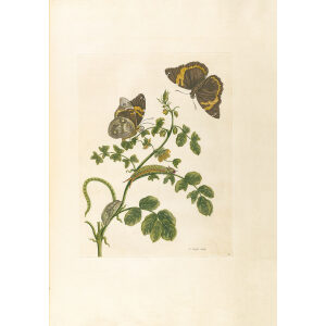 Painted Lady - Maria Sibylla Merian - Metamorphosis insectorum Surinamensium (2nd edition) – Museum quality giclee print by Heritage Prints