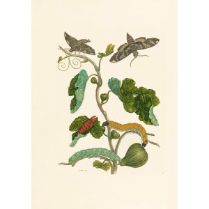 Fig (2)- Maria Sibylla Merian - Metamorphosis insectorum Surinamensium (2nd edition) – Museum quality giclee print by Heritage Prints