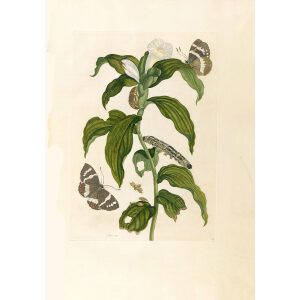 Tobacco Plant with Butterfly - Maria Sibylla Merian - Metamorphosis insectorum Surinamensium (2nd edition) – Museum quality giclee print by Heritage Prints