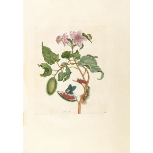 Pink Flowered Rocu - Maria Sibylla Merian - Metamorphosis insectorum Surinamensium (2nd edition) – Museum quality giclee print by Heritage Prints