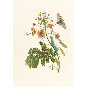 Orange Flowers - Maria Sibylla Merian - Metamorphosis insectorum Surinamensium (2nd edition) – Museum quality giclee print by Heritage Prints