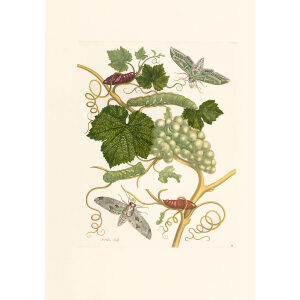 Green Grapes - Maria Sibylla Merian - Metamorphosis insectorum Surinamensium (2nd edition) – Museum quality giclee print by Heritage Prints
