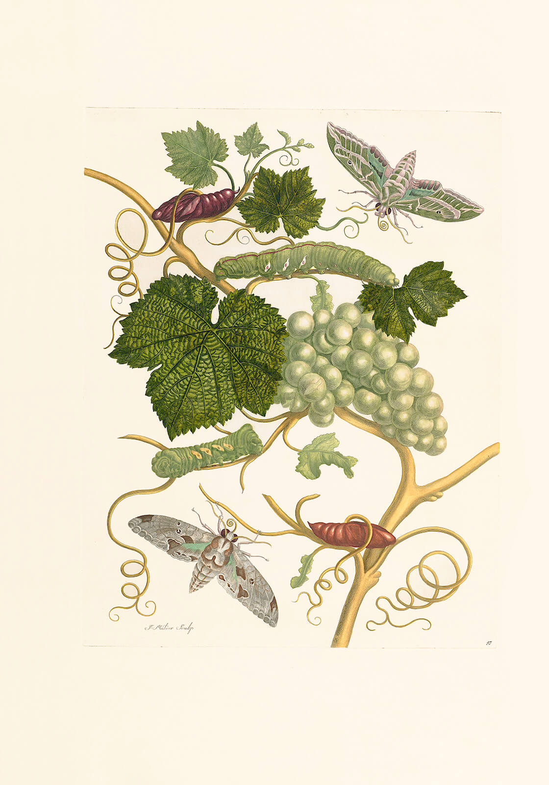 Green Grapes - Maria Sibylla Merian - Metamorphosis insectorum Surinamensium (2nd edition) – Museum quality giclee print by Heritage Prints