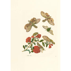 Lantren Fly with Pomegranate Flower - Maria Sibylla Merian - Metamorphosis insectorum Surinamensium (2nd edition) – Museum quality giclee print by Heritage Prints