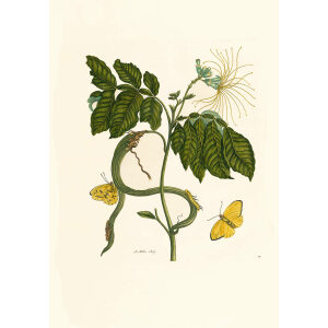 Sweet Bean - Maria Sibylla Merian - Metamorphosis insectorum Surinamensium (2nd edition) – Museum quality giclee print by Heritage Prints