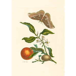 Orange - Maria Sibylla Merian - Metamorphosis insectorum Surinamensium (2nd edition) – Museum quality giclee print by Heritage Prints
