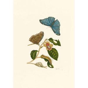 Pearly-eyed Butterfly with Nut - Maria Sibylla Merian - Metamorphosis insectorum Surinamensium (2nd edition) – Museum quality giclee print by Heritage Prints