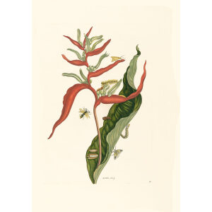 Red Ginger Plant - Maria Sibylla Merian - Metamorphosis insectorum Surinamensium (2nd edition) – Museum quality giclee print by Heritage Prints