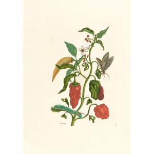 Pepper Plant Capsicum - Maria Sibylla Merian - Metamorphosis insectorum Surinamensium (2nd edition) – Museum quality giclee print by Heritage Prints