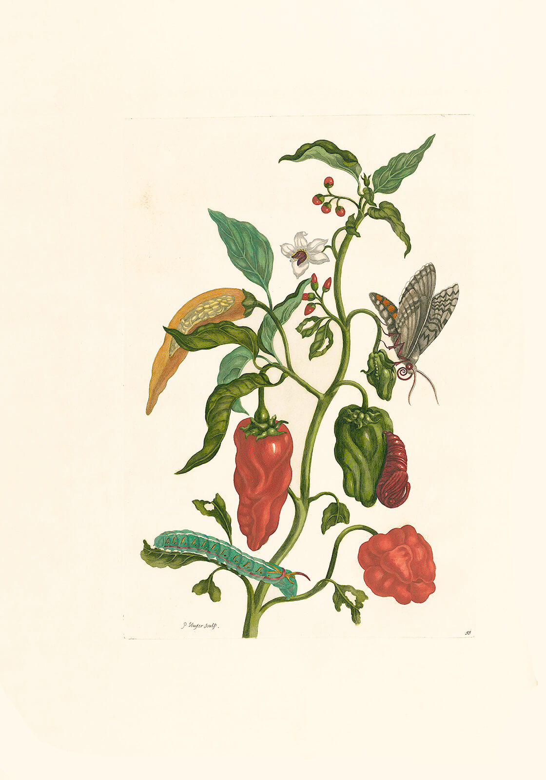 Pepper Plant Capsicum - Maria Sibylla Merian - Metamorphosis insectorum Surinamensium (2nd edition) – Museum quality giclee print by Heritage Prints