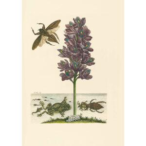 Water Scorpion, Giant Water Beetle and Frogs - Maria Sibylla Merian - Metamorphosis insectorum Surinamensium (2nd edition) – Museum quality giclee print by Heritage Prints