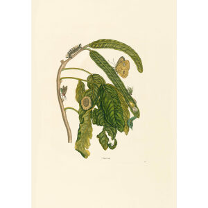 Pearle-eyed Butterlfy and Flies - Maria Sibylla Merian - Metamorphosis insectorum Surinamensium (2nd edition) – Museum quality giclee print by Heritage Prints