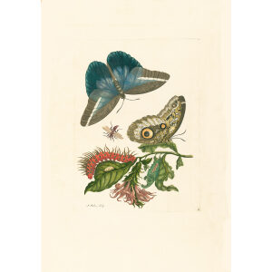 Caligo Butterfly Wasp and Acanthacae - Maria Sibylla Merian - Metamorphosis insectorum Surinamensium (2nd edition) – Museum quality giclee print by Heritage Prints