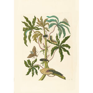 Sweet White Guava - Maria Sibylla Merian - Metamorphosis insectorum Surinamensium (2nd edition) – Museum quality giclee print by Heritage Prints