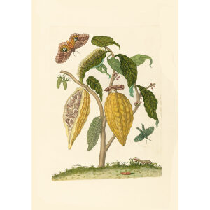 Cocoa - Maria Sibylla Merian - Metamorphosis insectorum Surinamensium (2nd edition) – Museum quality giclee print by Heritage Prints
