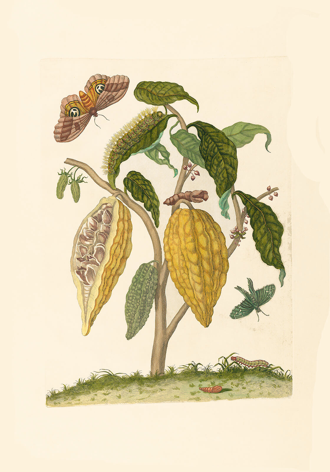 Merian – Cocoa Heritage Prints