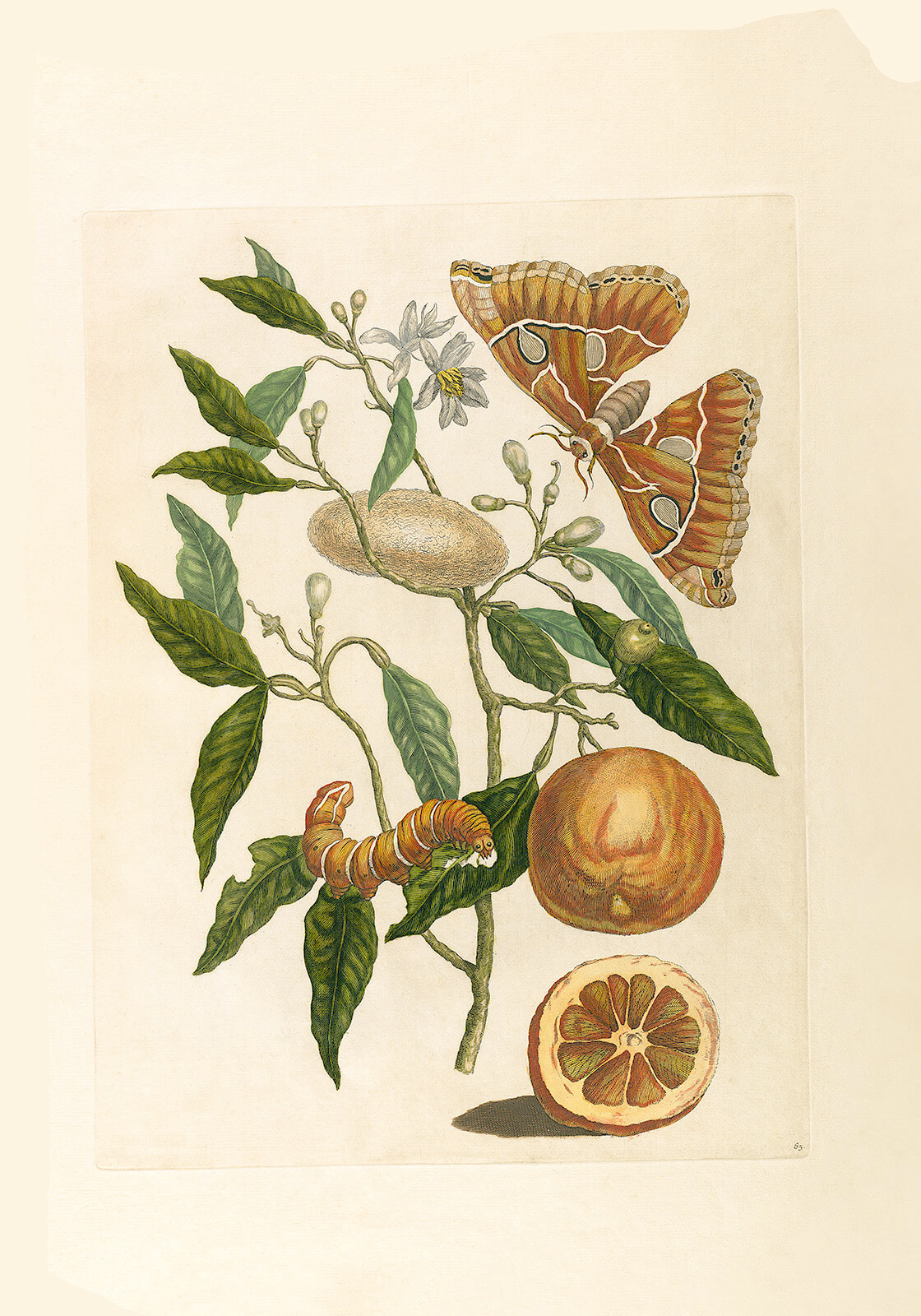 Lemon (2) - Maria Sibylla Merian - Metamorphosis insectorum Surinamensium (2nd edition) – Museum quality giclee print by Heritage Prints