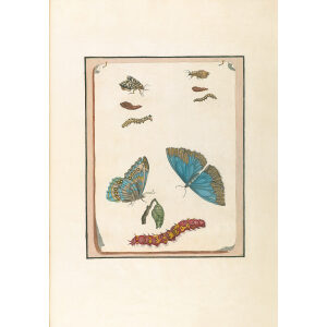 Heather Butterfly & Metamorphic Study - Maria Sibylla Merian - Metamorphosis insectorum Surinamensium (2nd edition) – Museum quality giclee print by Heritage Prints