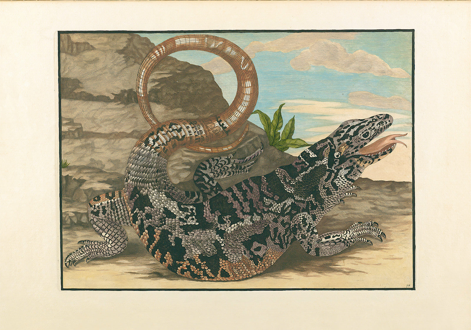 Lizard - Maria Sibylla Merian - Metamorphosis insectorum Surinamensium (2nd edition) – Museum quality giclee print by Heritage Prints