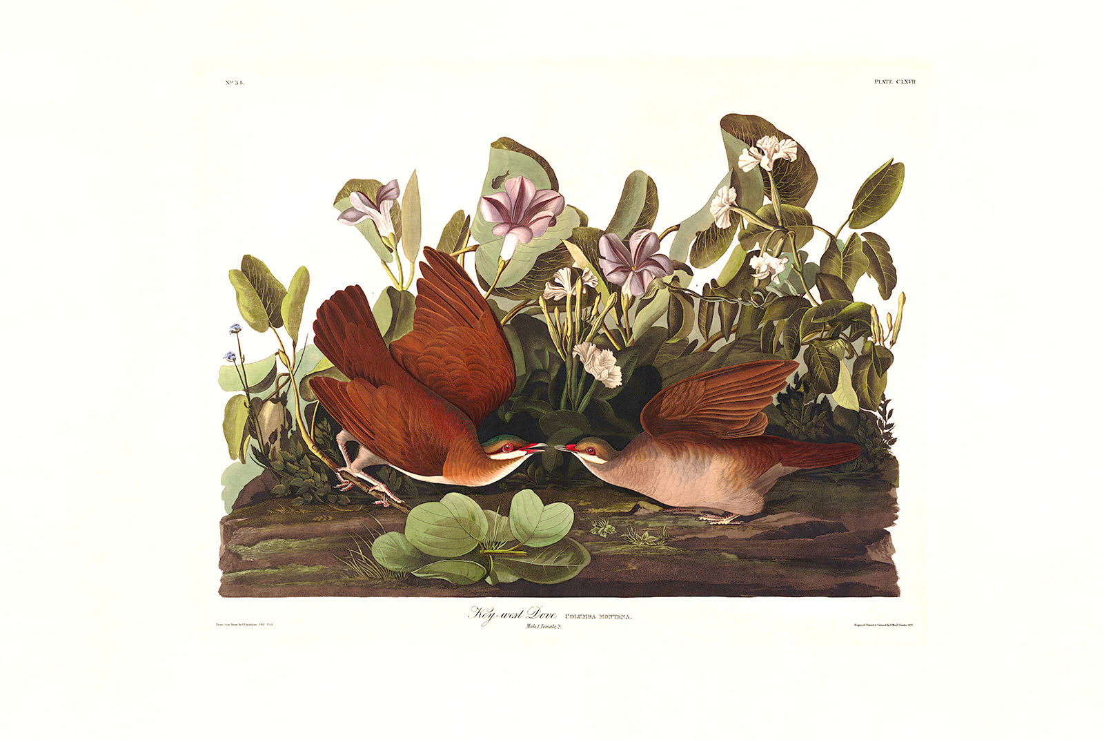 John James Audubon Birds of America Plate 167 Key West Dove Giclée Print
