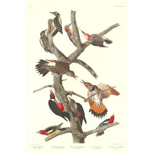 John James Audubon Birds of America Plate 416 Red Bellied Woodpecker Giclée Print