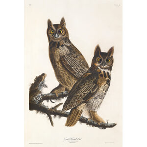 John James Audubon Birds of America Plate 061 Great Horned Owl Giclée Print (Special Edition)