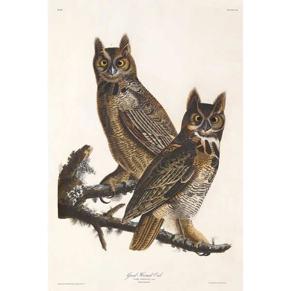 John James Audubon Birds of America Plate 061 Great Horned Owl Giclée Print (Special Edition)