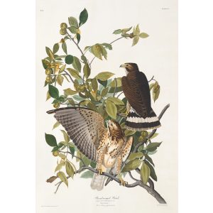 John James Audubon Birds of America Plate 091 Broad-winged Hawk Giclée Print