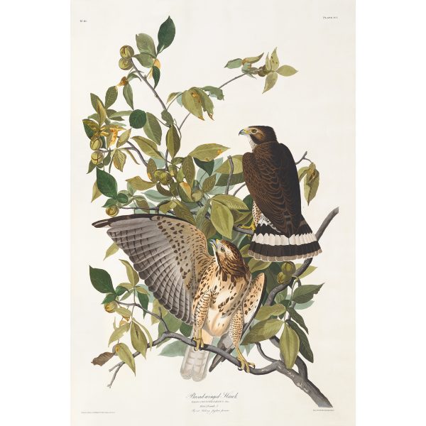 John James Audubon Birds of America Plate 091 Broad-winged Hawk Giclée Print