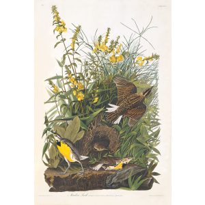 John James Audubon Birds of America Plate 136 Meadow Lark Giclée Print