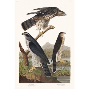 John James Audubon Birds of America Plate 141 Goshawk Giclée Print
