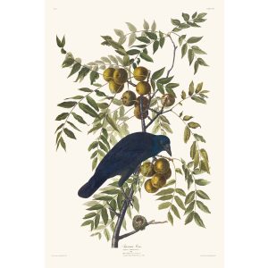 John James Audubon Birds of America Plate 156 American Crow Giclée Print