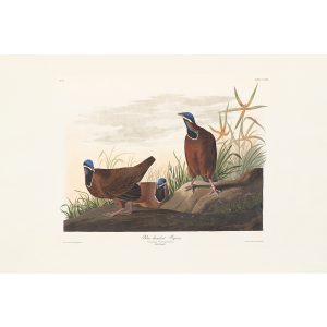 Audubon Birds of America. Blue headed Pigeon, Plate 172. Museum quality giclee print. Heritage Prints