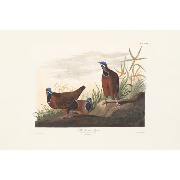 Audubon Birds of America. Blue headed Pigeon, Plate 172. Museum quality giclee print. Heritage Prints
