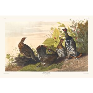 John James Audubon Birds of America Plate 176 Spotted Grouse Giclée Print